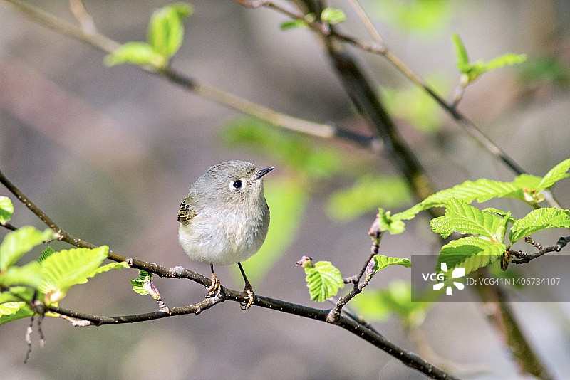 树枝上的戴菊鸟与绿叶图片素材
