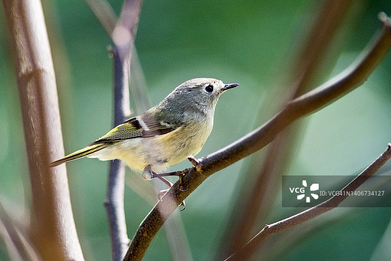 戴红宝石冠的鸟栖息在光秃秃的树枝上的特写图片素材