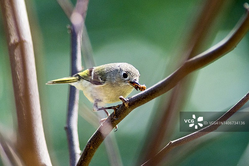 红宝石冠小金雀吃飞蚁的特写图片素材