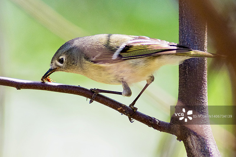 红宝石冠小金雀吃飞蚁的特写图片素材
