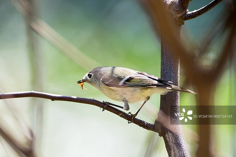 红宝石冠小金雀吃飞蚁的特写图片素材