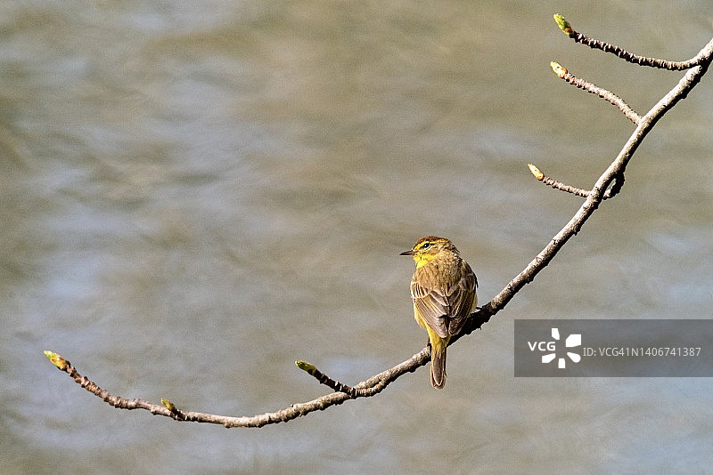 栖息在光秃树枝上的棕榈莺图片素材