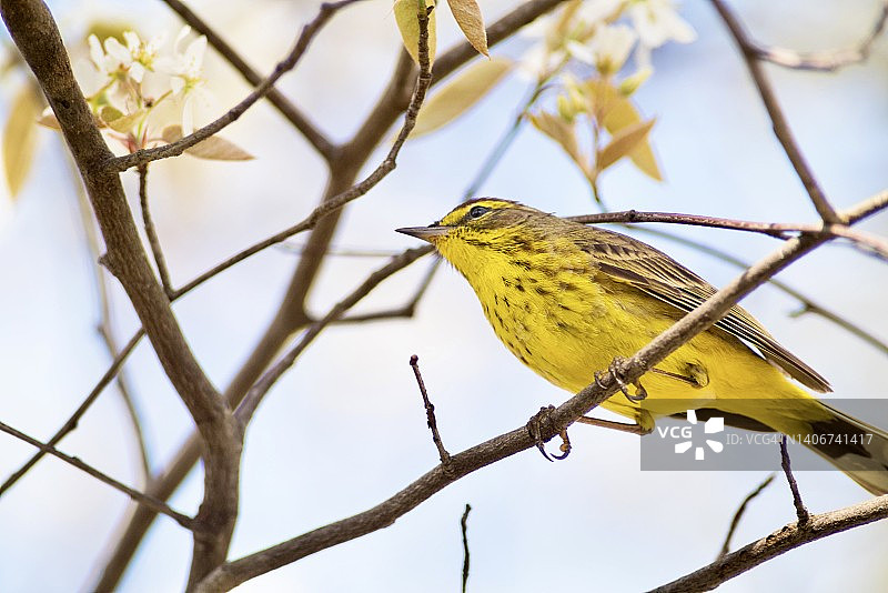 棕榈莺栖息在光秃秃的树枝上特写图片素材