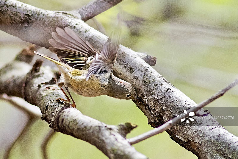 戴菊鸟拍打翅膀觅食图片素材
