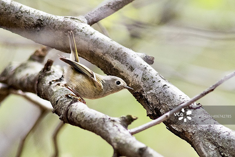 在光秃秃的树枝上觅食的戴菊图片素材