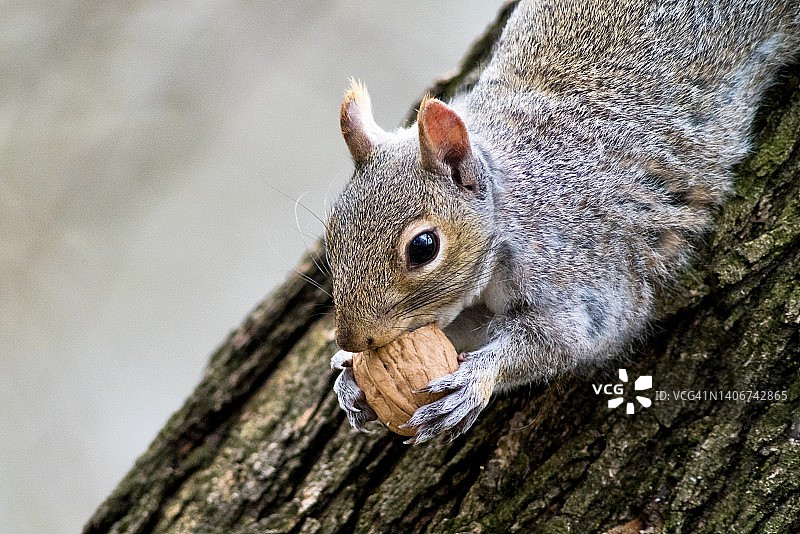 东部灰松鼠吃核桃特写图片素材