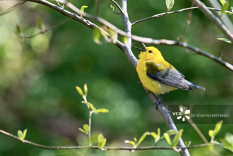 雄性金丝雀莺在树枝上歌唱图片素材