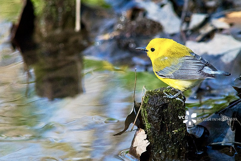 雄性金黄莺停留在小木桩上，在溪流中觅食的中景镜头图片素材