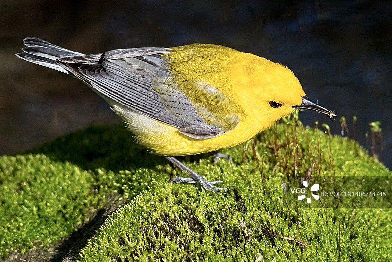 雄性黄喉地莺鸟喙含蚊蚋的特写图片素材