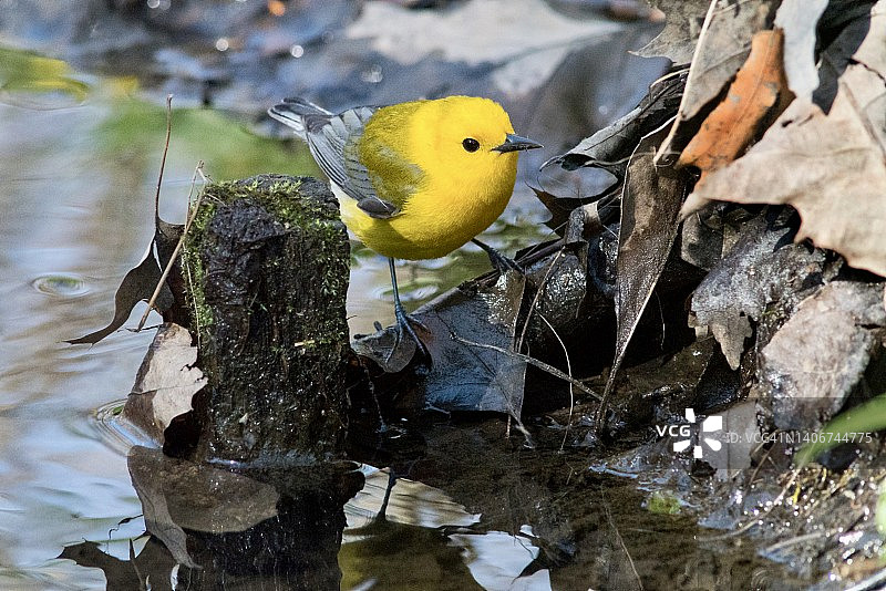 雄性金莺沿河岸觅食的中景镜头图片素材
