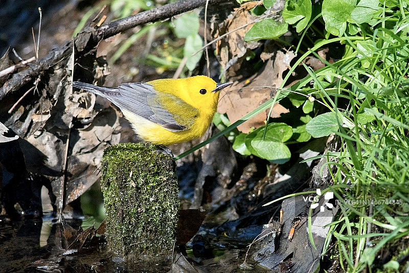 雄性金黄莺停留在小木桩上，在溪流中觅食的中景镜头图片素材