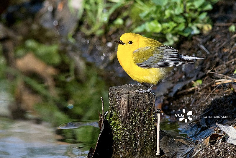 栖息在小木桩上的雄性金翅莺图片素材