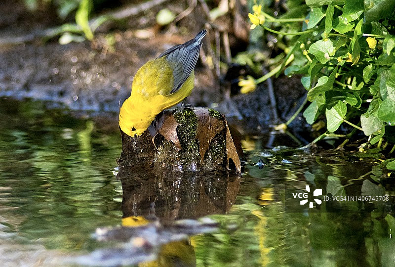 雄性金黄莺站在溪流中木桩上向下看水面图片素材