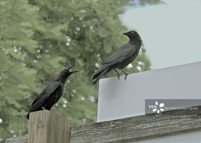 愤怒的乌鸦图片素材