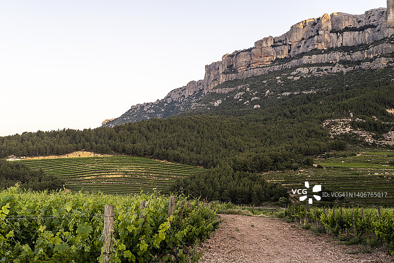 加泰罗尼亚葡萄酒生产图片素材