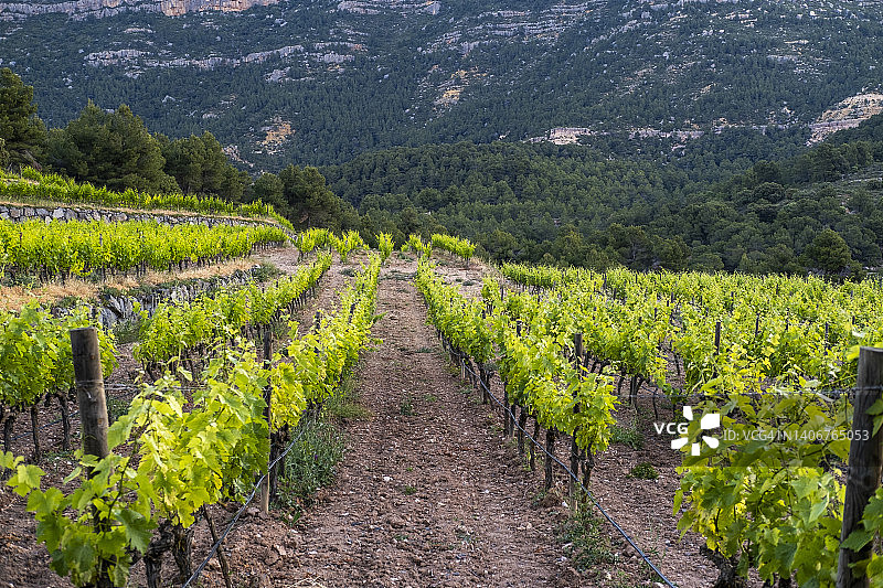 加泰罗尼亚葡萄酒生产图片素材