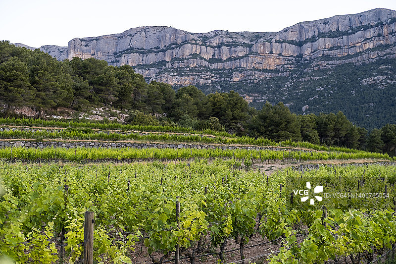 加泰罗尼亚葡萄酒生产图片素材