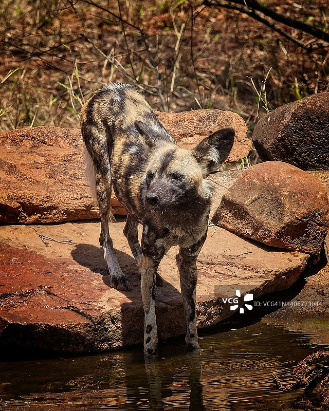 非洲彩绘犬图片素材
