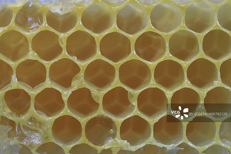 天然蜂蜡蜂巢图片素材