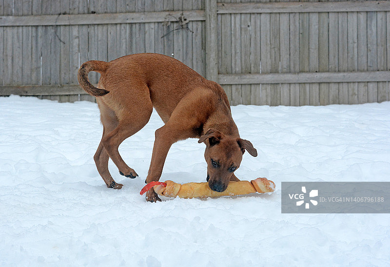 玩骨头的大型斗牛犬幼犬图片素材
