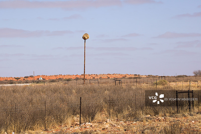 群织雀(Philetairus socius)图片素材