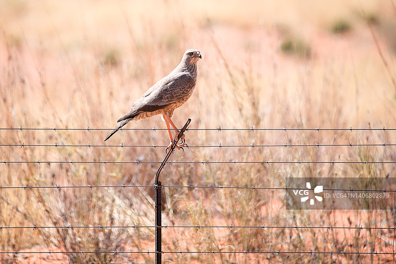 淡色歌鹰图片素材