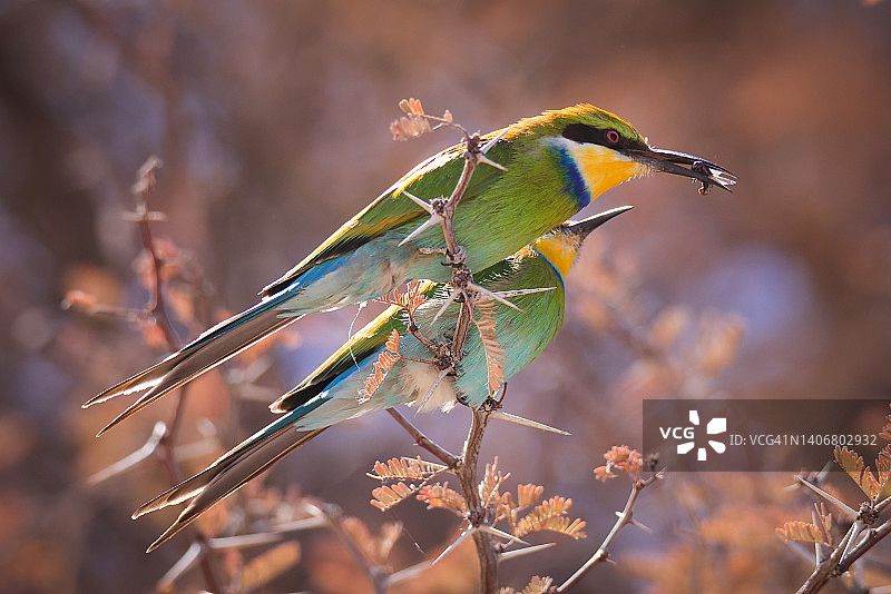 燕尾蜂虎图片素材