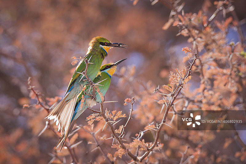 燕尾蜂虎图片素材
