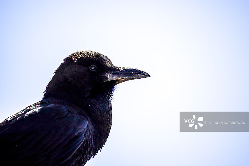 海角乌鸦图片素材