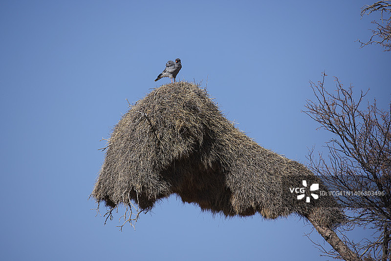 群织雀(Philetairus socius)图片素材