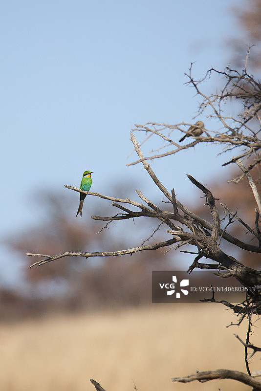 燕尾蜂虎图片素材