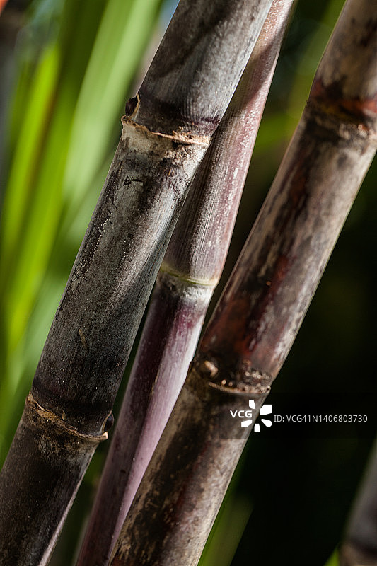 糖业狗图片素材