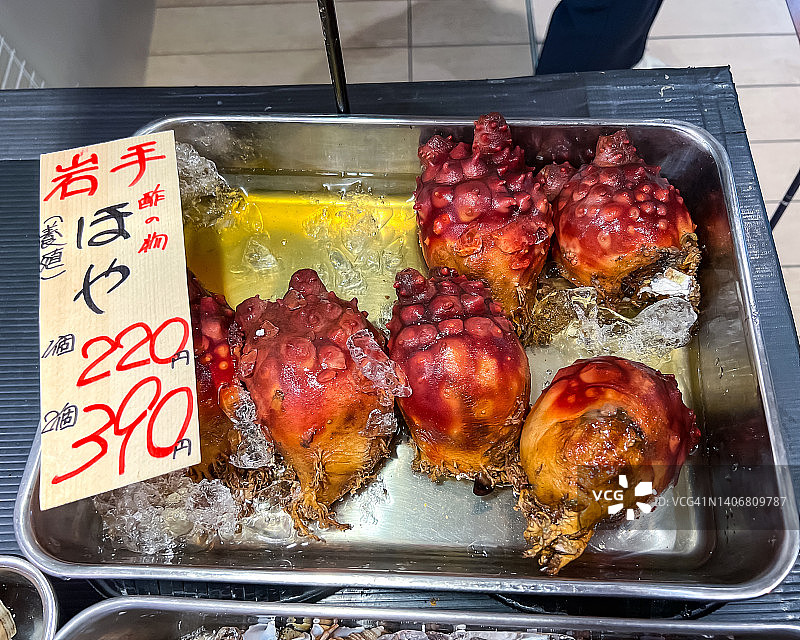 岩手县养殖的海鞘图片素材