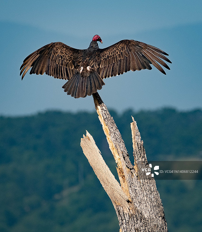 树干上的秃鹫图片素材