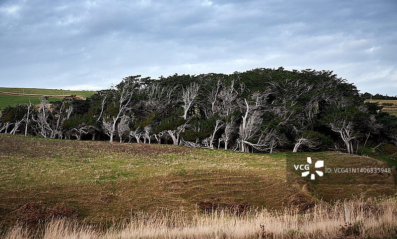 斯洛普角受强风侵蚀的巨柏树图片素材