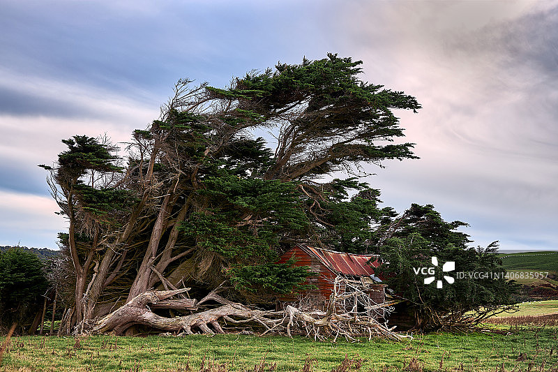 斯洛普角受强风侵蚀的巨柏树图片素材