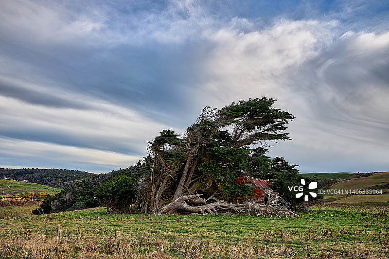 斯洛普角受强风侵蚀的巨柏树图片素材