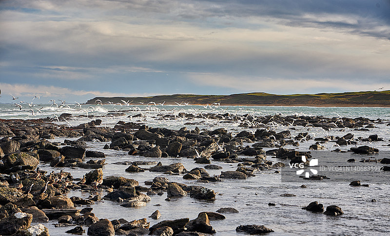 在怀帕帕角聚集的海鸟群图片素材