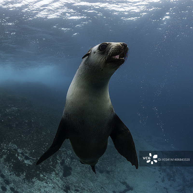 好奇的澳洲海狗幼崽图片素材