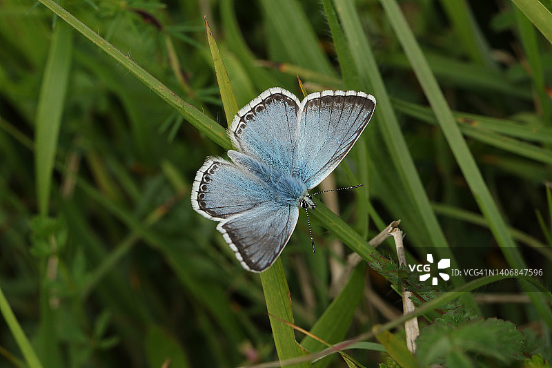 草地上的白垩山蓝蝶图片素材