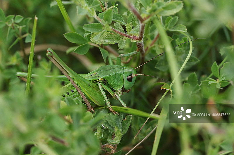 极其罕见的疣蝗在朝南的白垩山坡灌木丛中图片素材