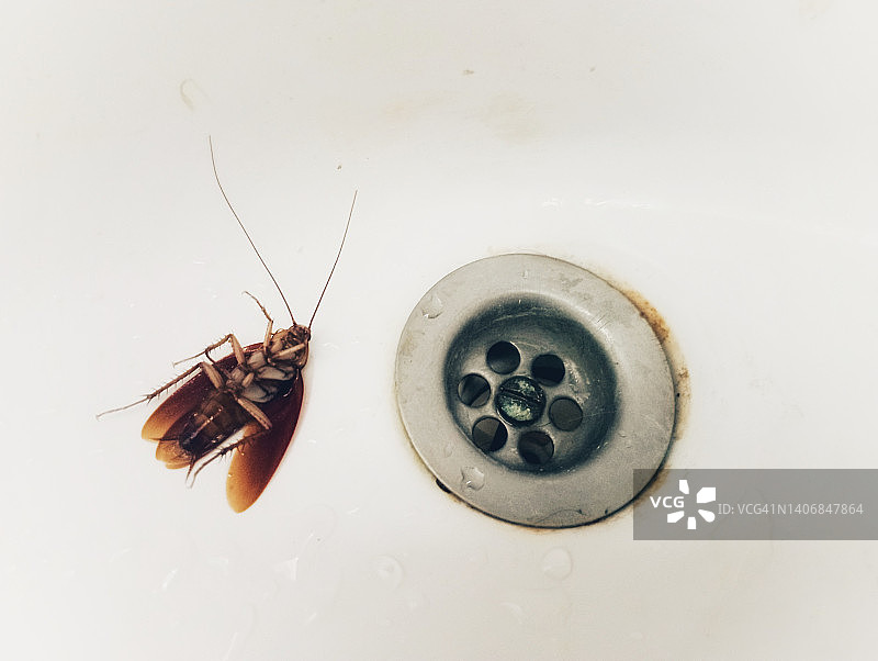 浴室水槽里的死亡蟑螂图片素材