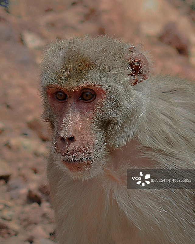 特写：印度猕猴肖像图片素材