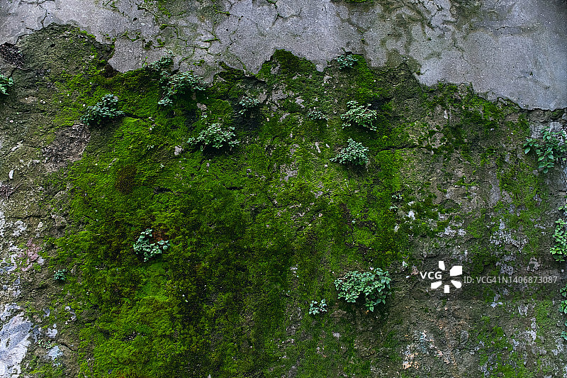 墙壁上生长的绿色苔藓图片素材