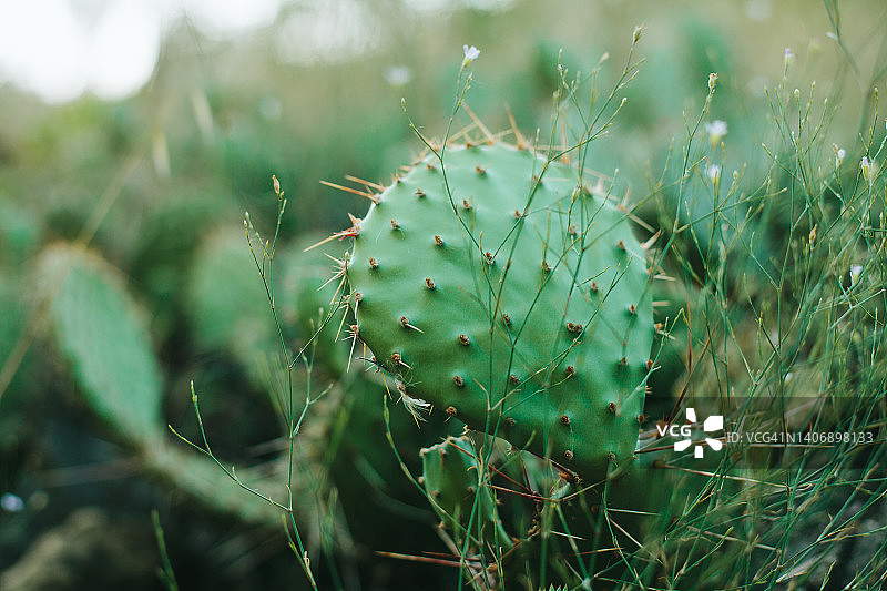 花园里的仙人掌图片素材