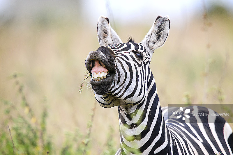 肯尼亚内罗毕国家公园的斑马面部特写图片素材