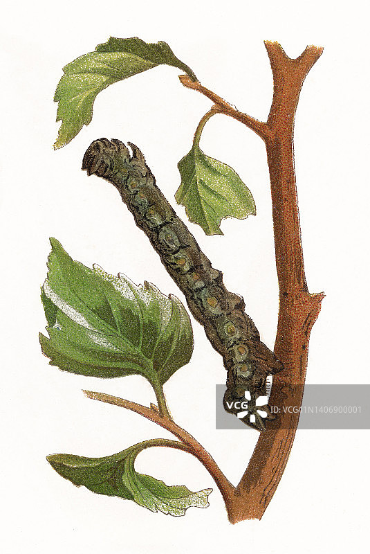 昆虫彩色石印画：达尔文蛾、桦尺蠖图片素材