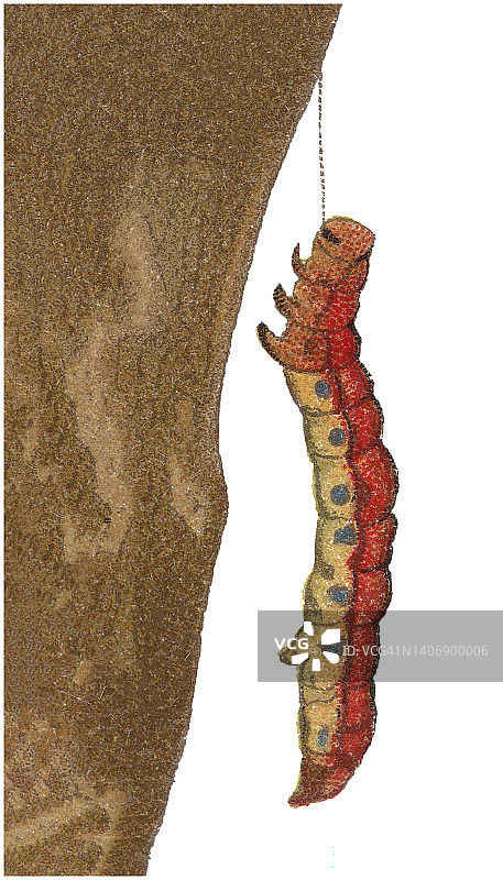 昆虫学旧彩色石印画：缺叶尺蛾图片素材