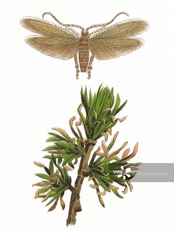 昆虫学：落叶松鞘蛾彩色石印画图片素材