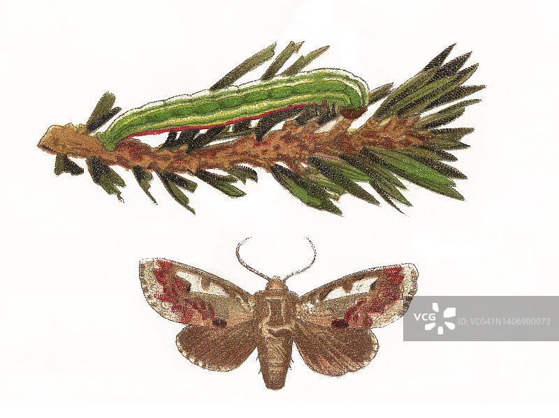 松美蛾老式彩色石版画图片素材